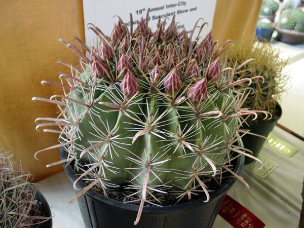 Ferocactus _gracilis